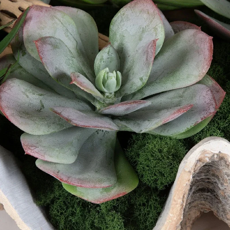 Track lighting with a minimalist track designSeaside Breeze Succulents