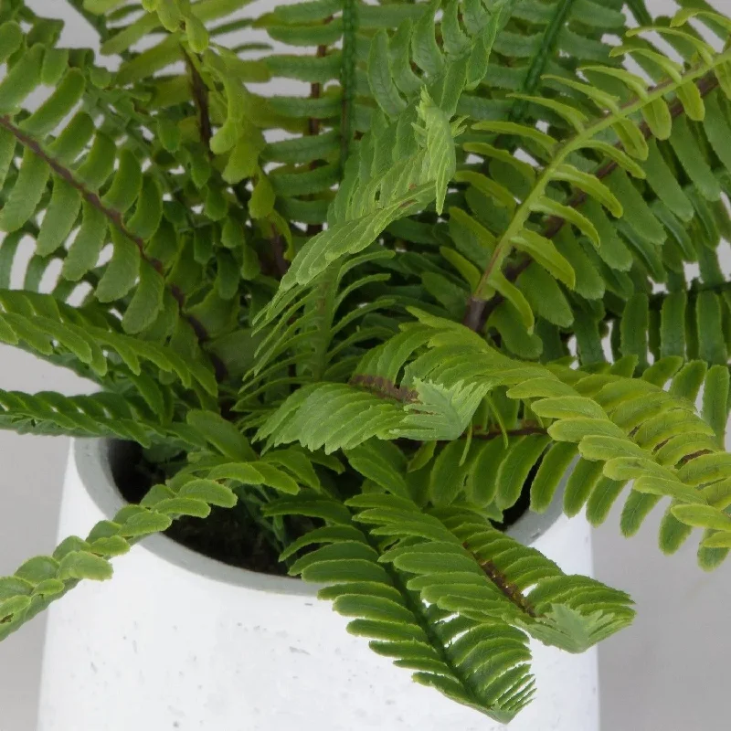 Track lighting with integrated LED driversBoston Fern Ceramic Pot